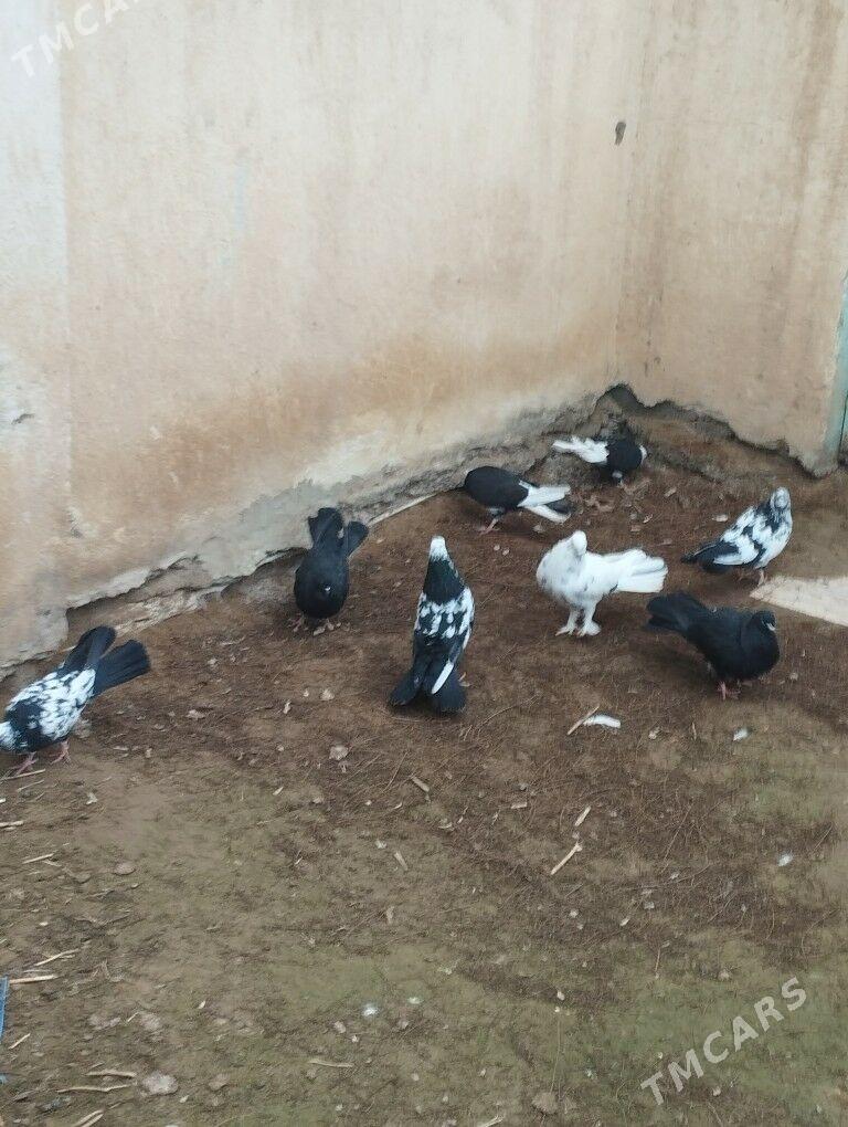 kepderi - Ашхабад - img 1