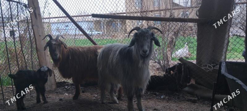 Geçi - Векильбазар - img 1