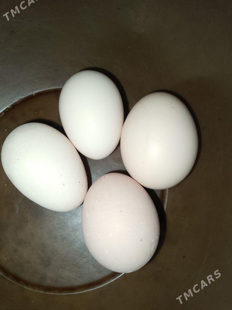 Yumukga - Ашхабад - img 1