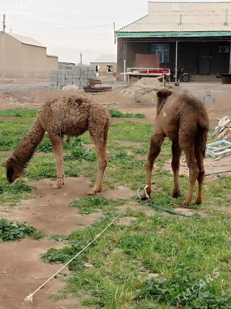 torum - Tejen - img 1