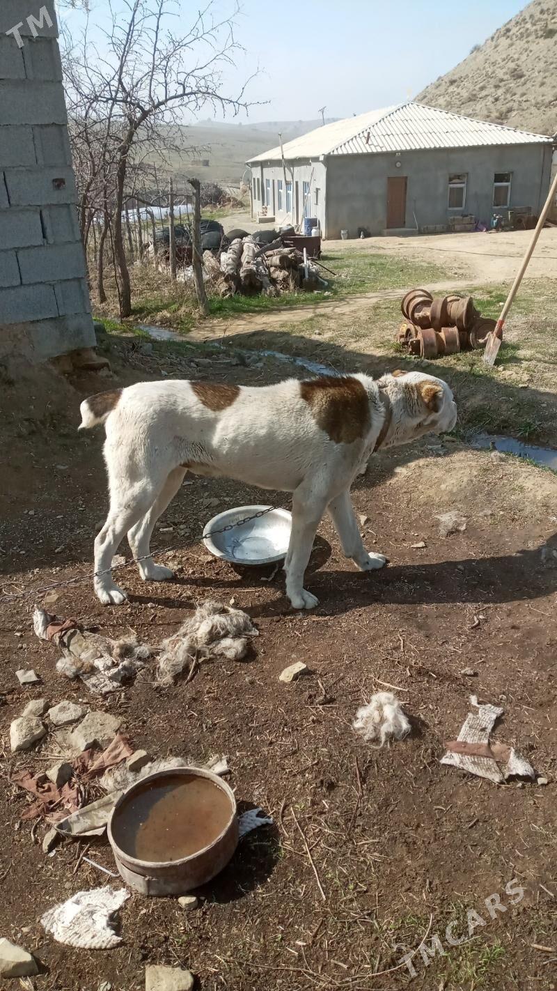 alabaý - Bäherden - img 1