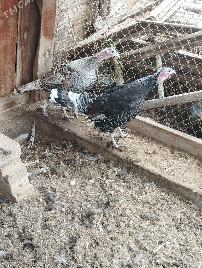 İnduk Mäki - Mary - img 1