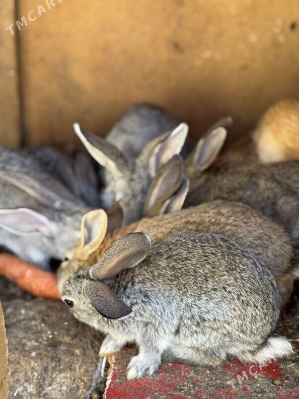Towşan - Ашхабад - img 1