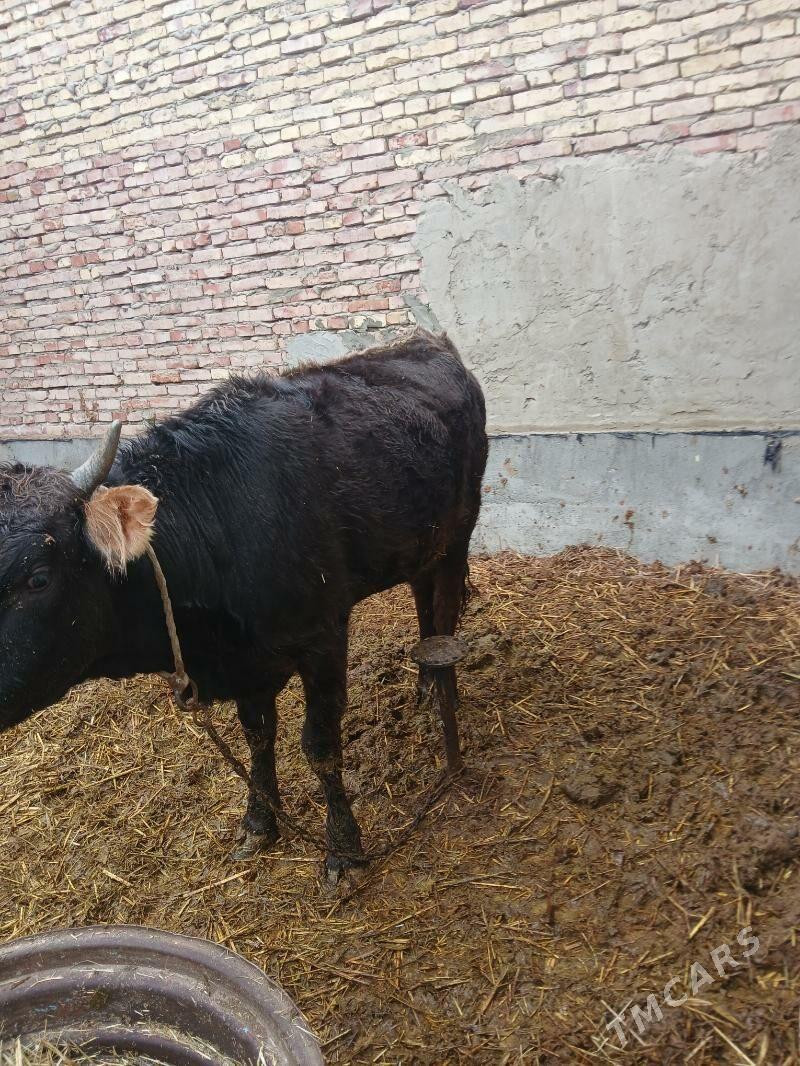 Tuwe. - Bäherden - img 1