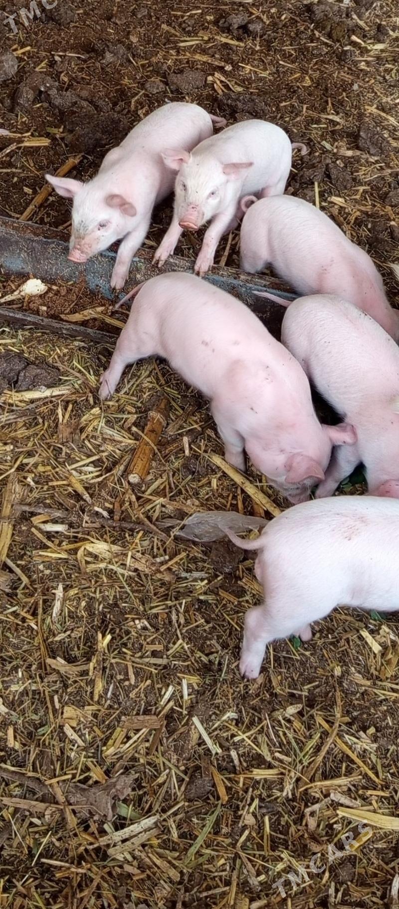 jojuk - Чарджоу - img 1