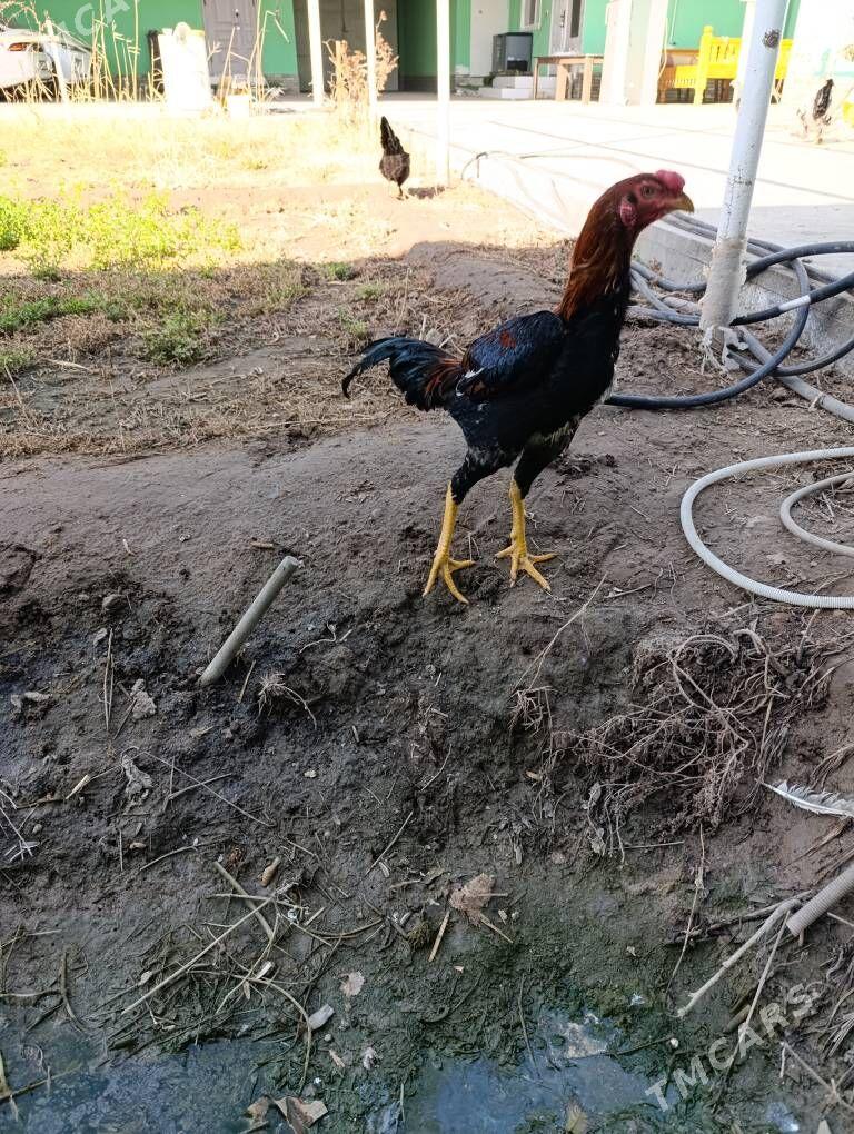 juje horaz bayes - Türkmenabat - img 1