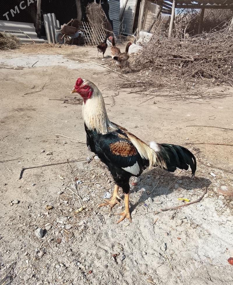 BAÝSOK HORAZ - Дянев - img 1