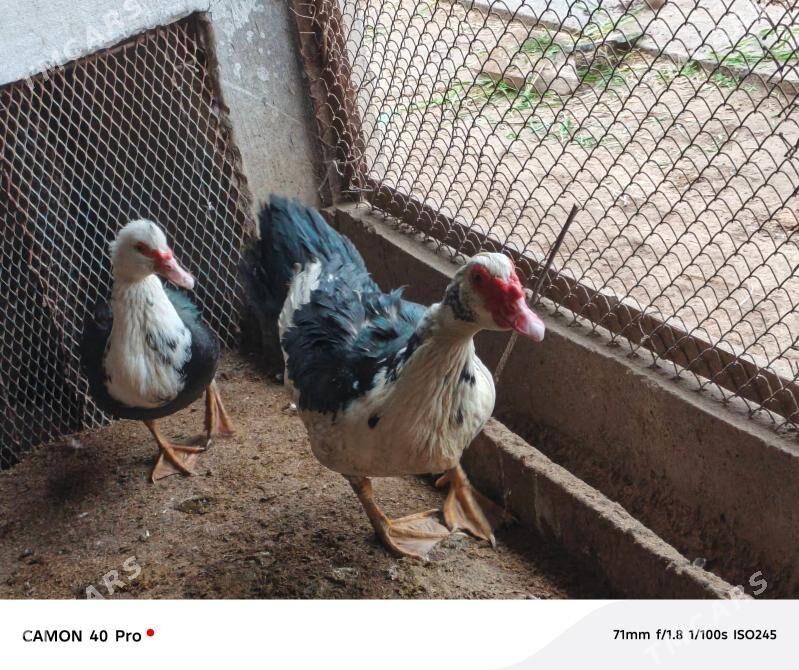 мускус - Чарджоу - img 1