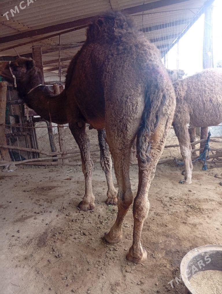 Duye - Tejen - img 1