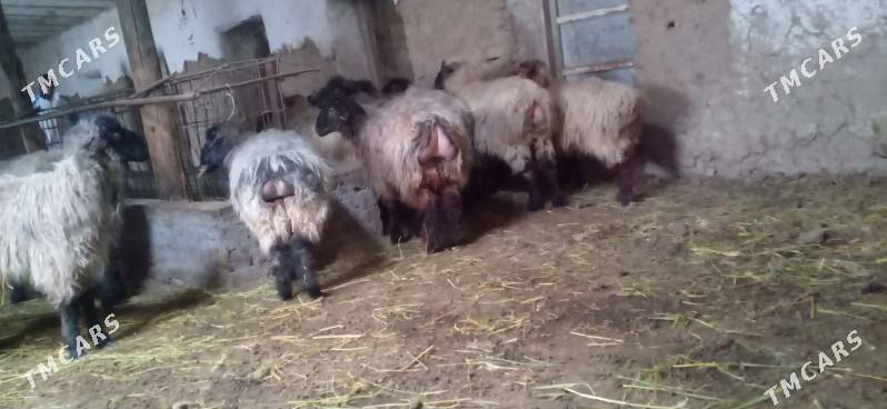 issek tokli - Бахарден - img 1