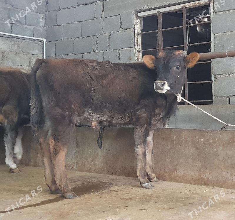 öküz - Бузмеин - img 1