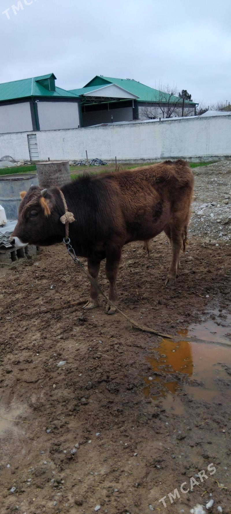 Òkùz - Aşgabat - img 1