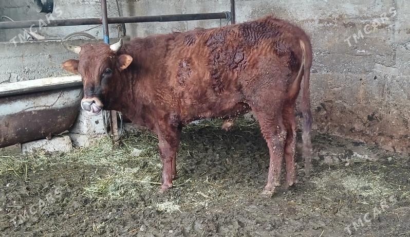 Öküz - Aşgabat - img 1