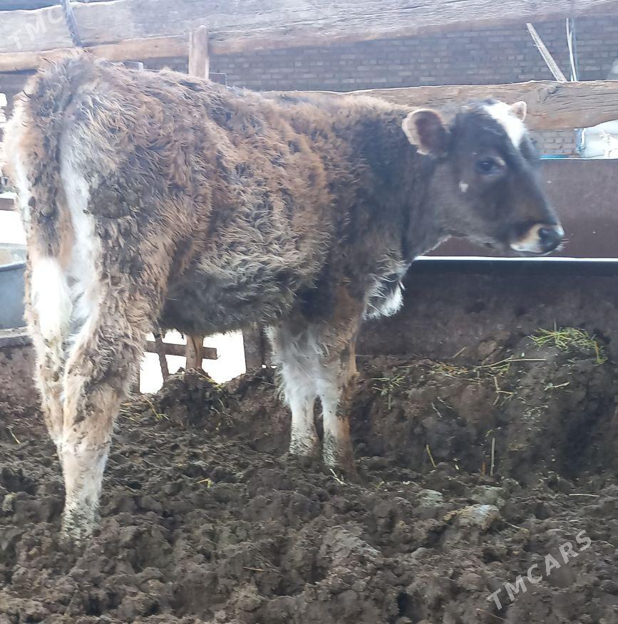 ÖKÜZ - Bäherden - img 1