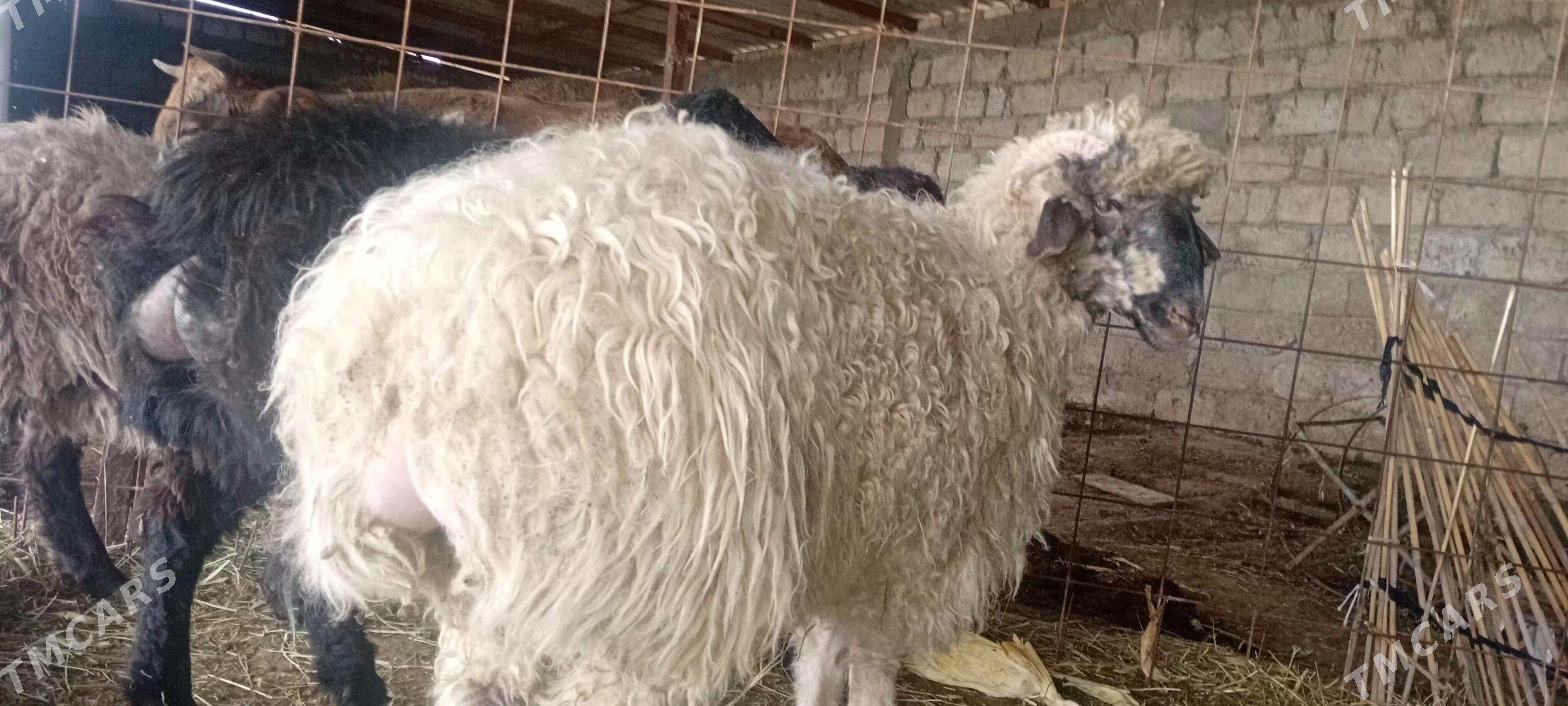 Işek - Gökdepe - img 1