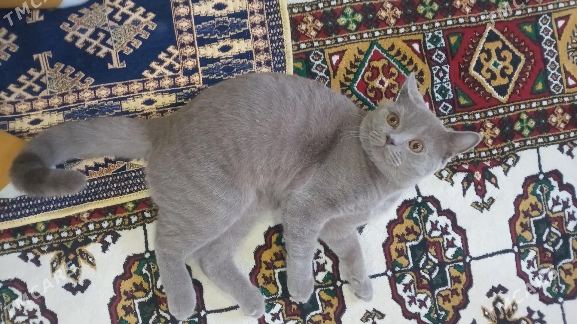 Sýamiski paroda pişik - Mary - img 1