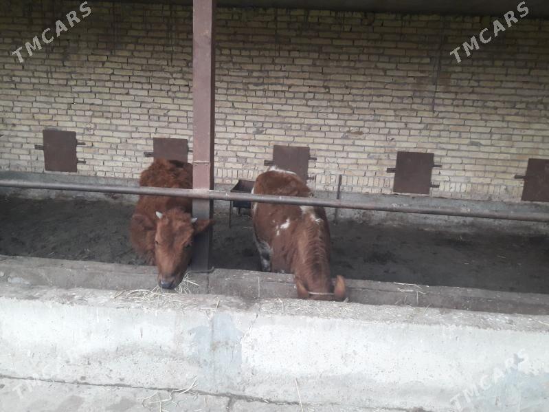 unajynlar - Чарджоу - img 1