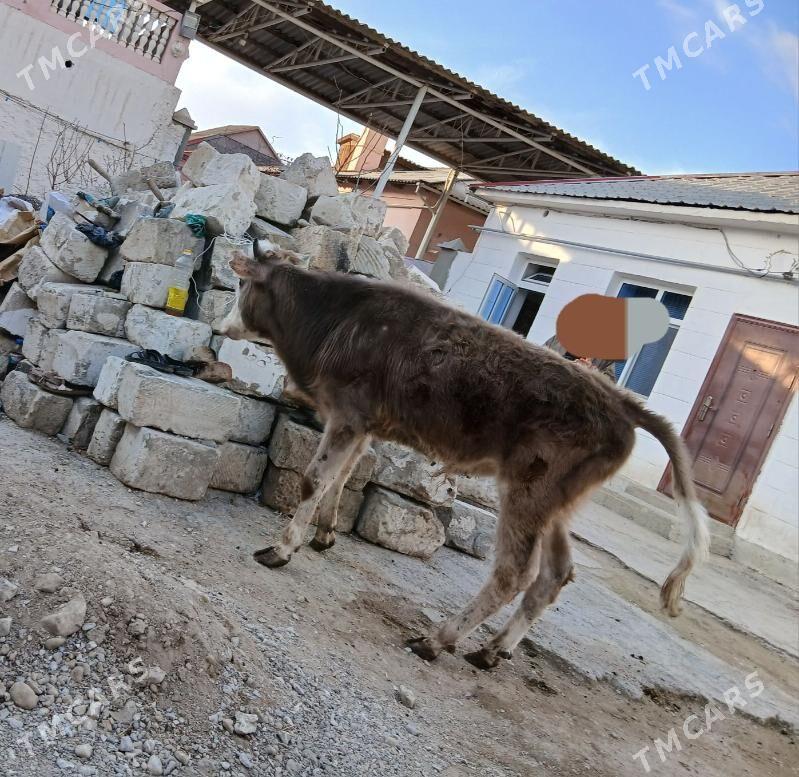 okuz 1yas - Балканабат - img 1