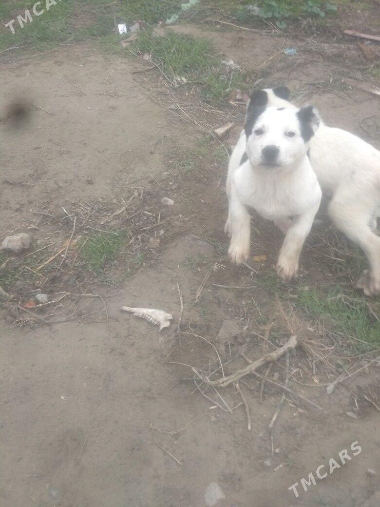 Turkmen it - Ашхабад - img 1