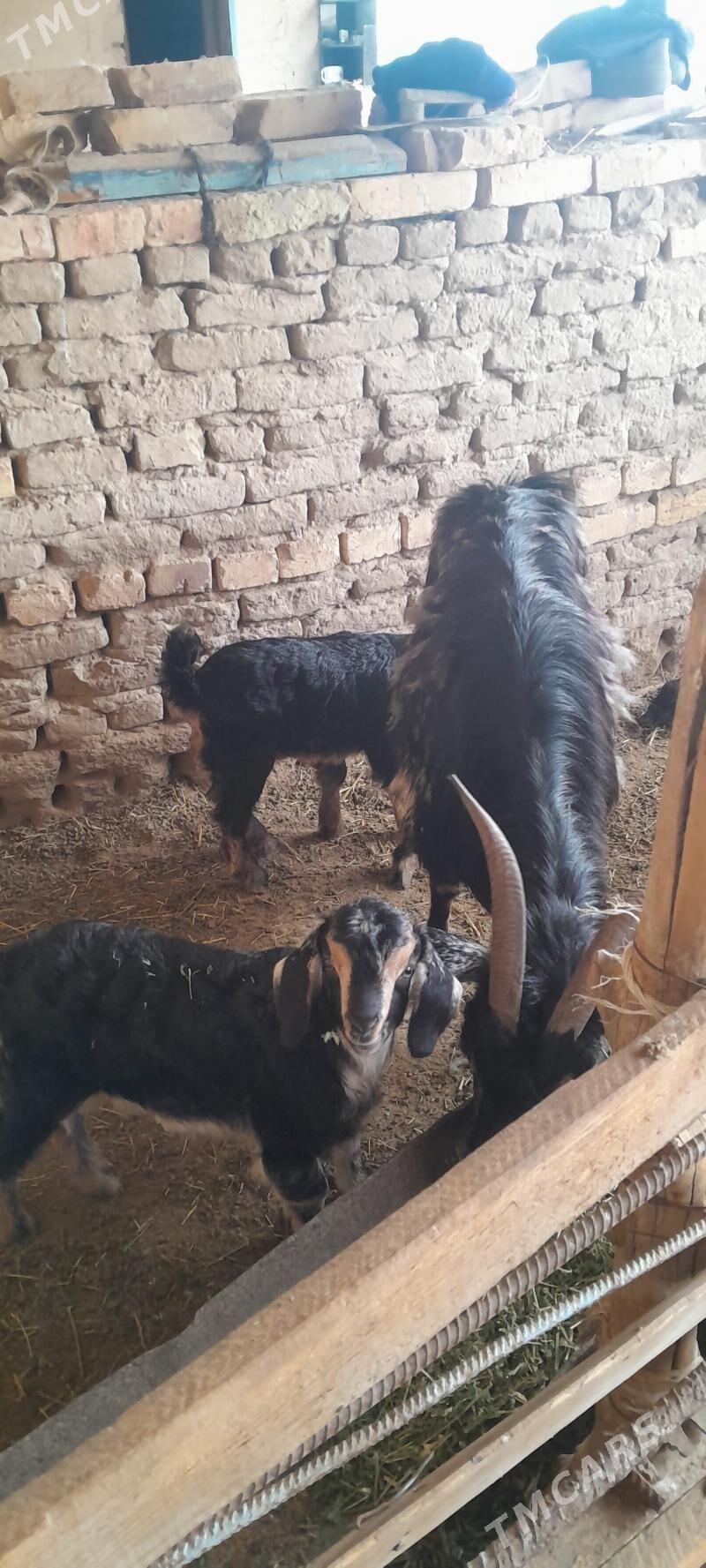 ekez owlakly gechi - Мары - img 1