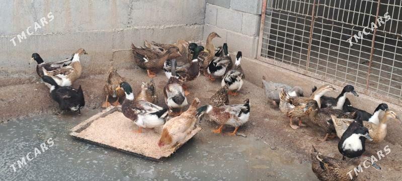 Ýaşylbaş ördek - Бахарден - img 1