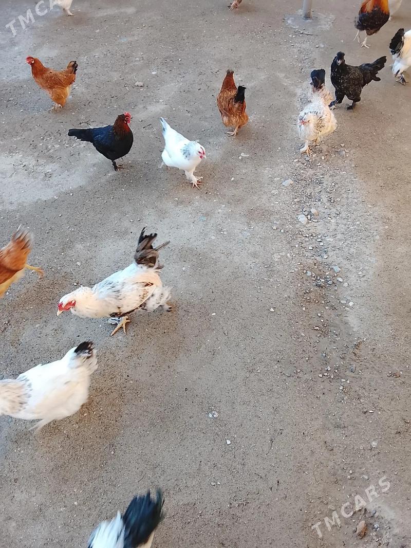 Towuklar - Gumdag - img 1