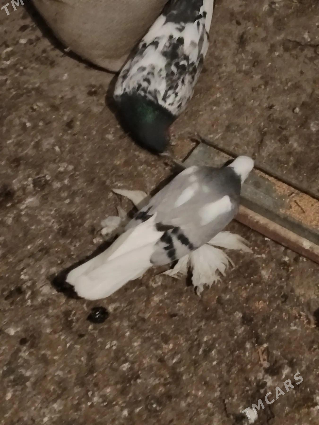 kepderi - Aşgabat - img 1