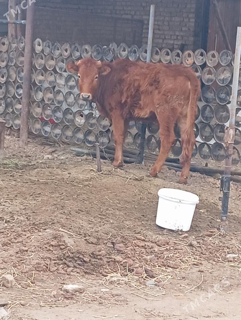 gulajyn - Мары - img 1