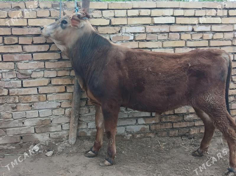 самиз окизлер - Türkmenabat - img 1