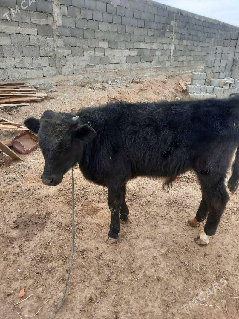 okuz - Aşgabat - img 1