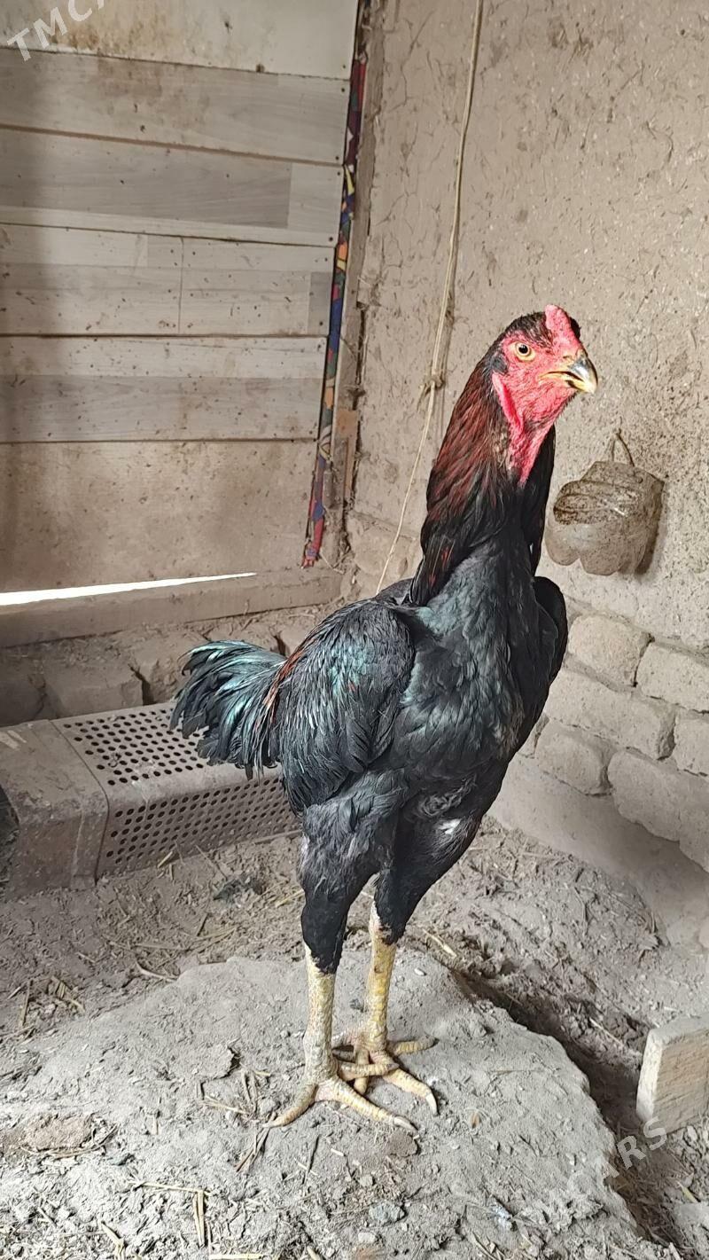 Horaz - Şabat etr. - img 1