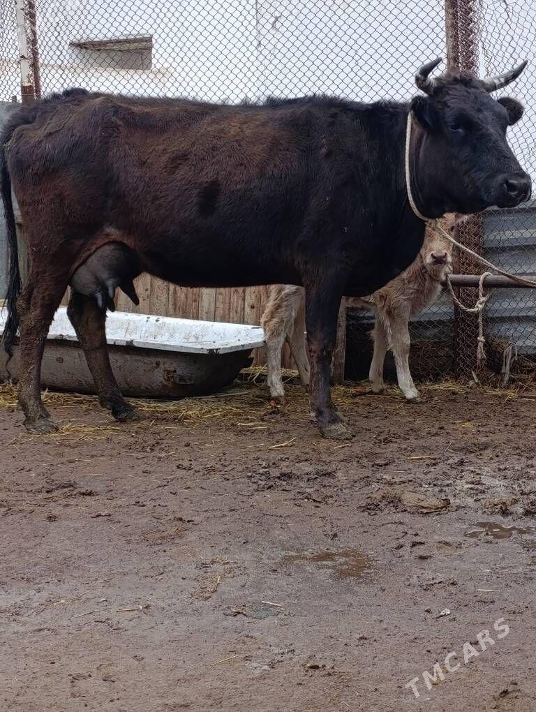 cornypiostr tohum göleli sygyr - Гёкдепе - img 1