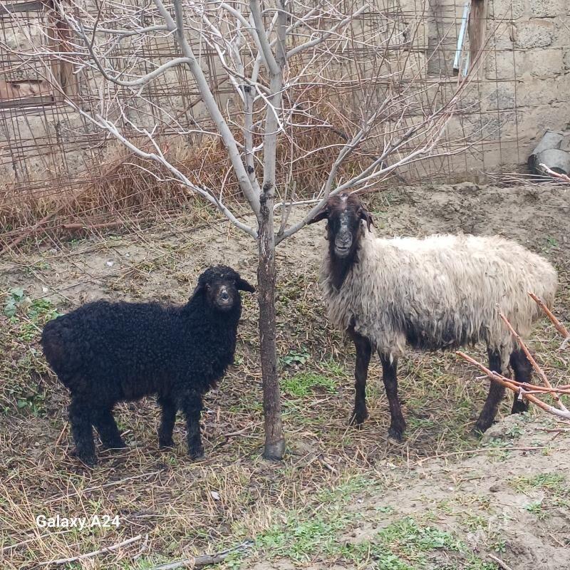 guzly. goÿun - Гёкдепе - img 1