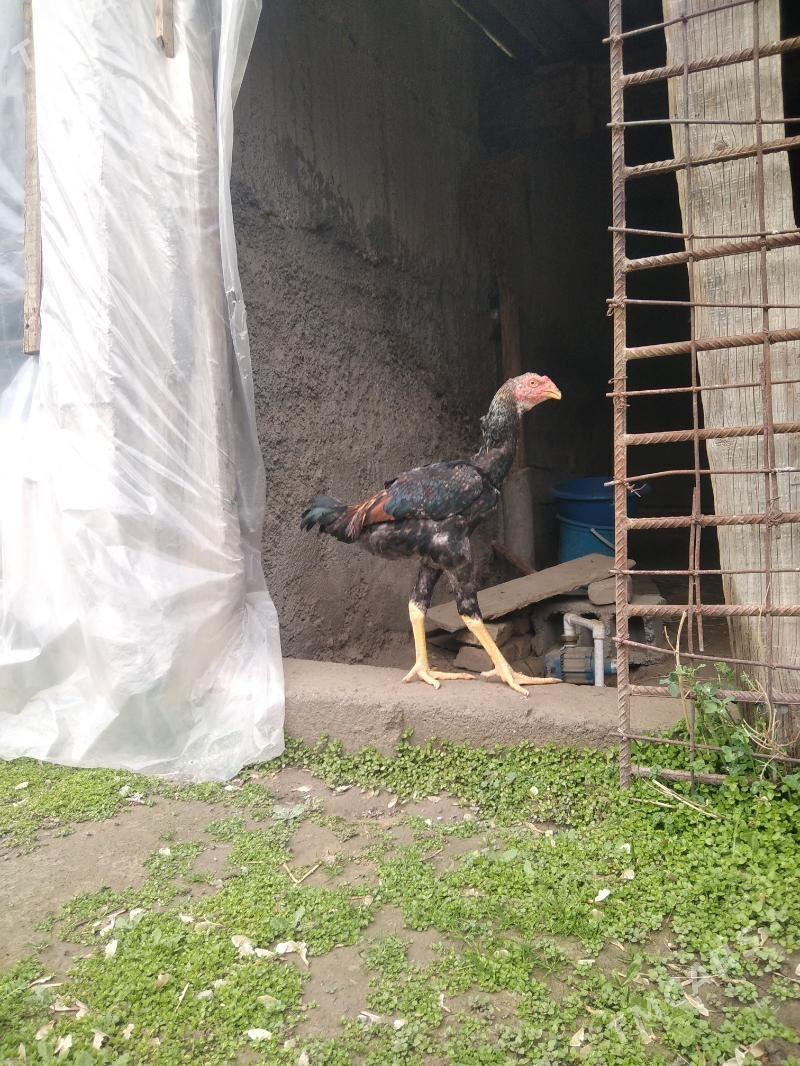 taskent - Ашхабад - img 1