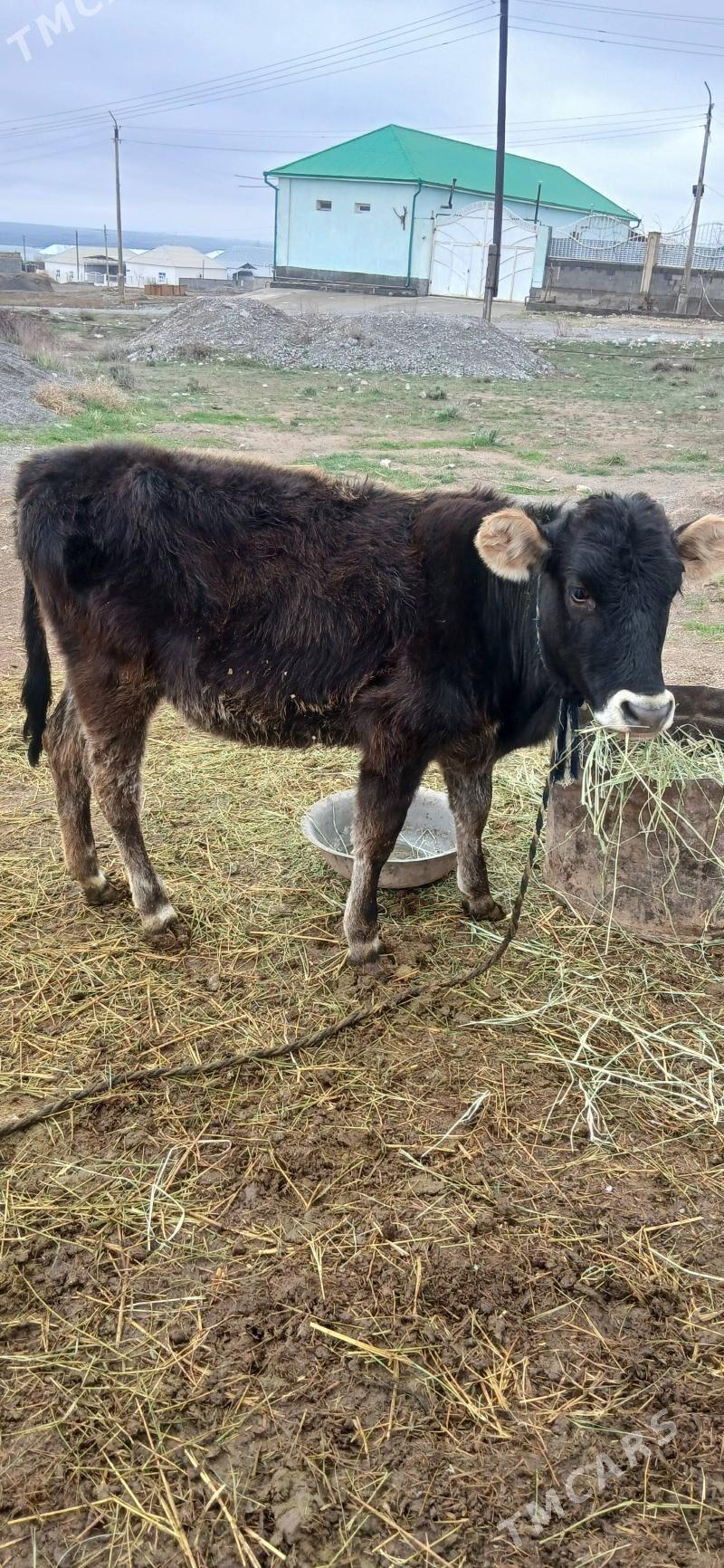 tohum tüwe - Гёкдепе - img 1