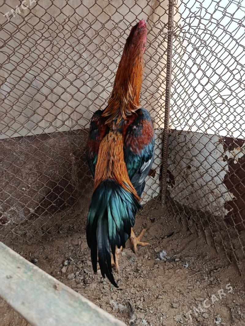 taşket horoz - Теджен - img 1