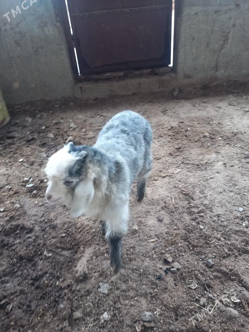 çewiş - Gyzylarbat - img 1