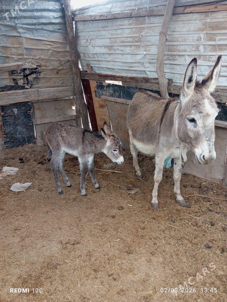 Esek - Farap - img 1