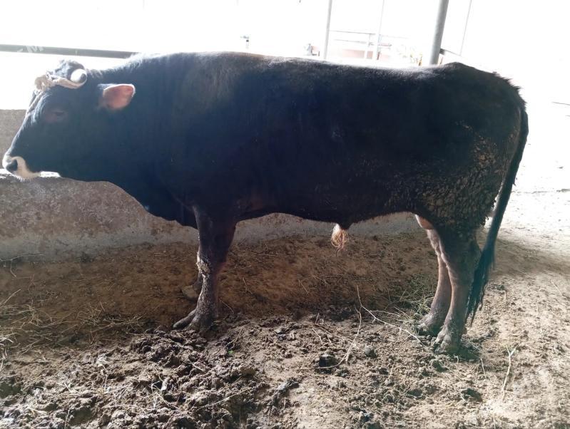 bakylan okuz - Гёкдепе - img 1