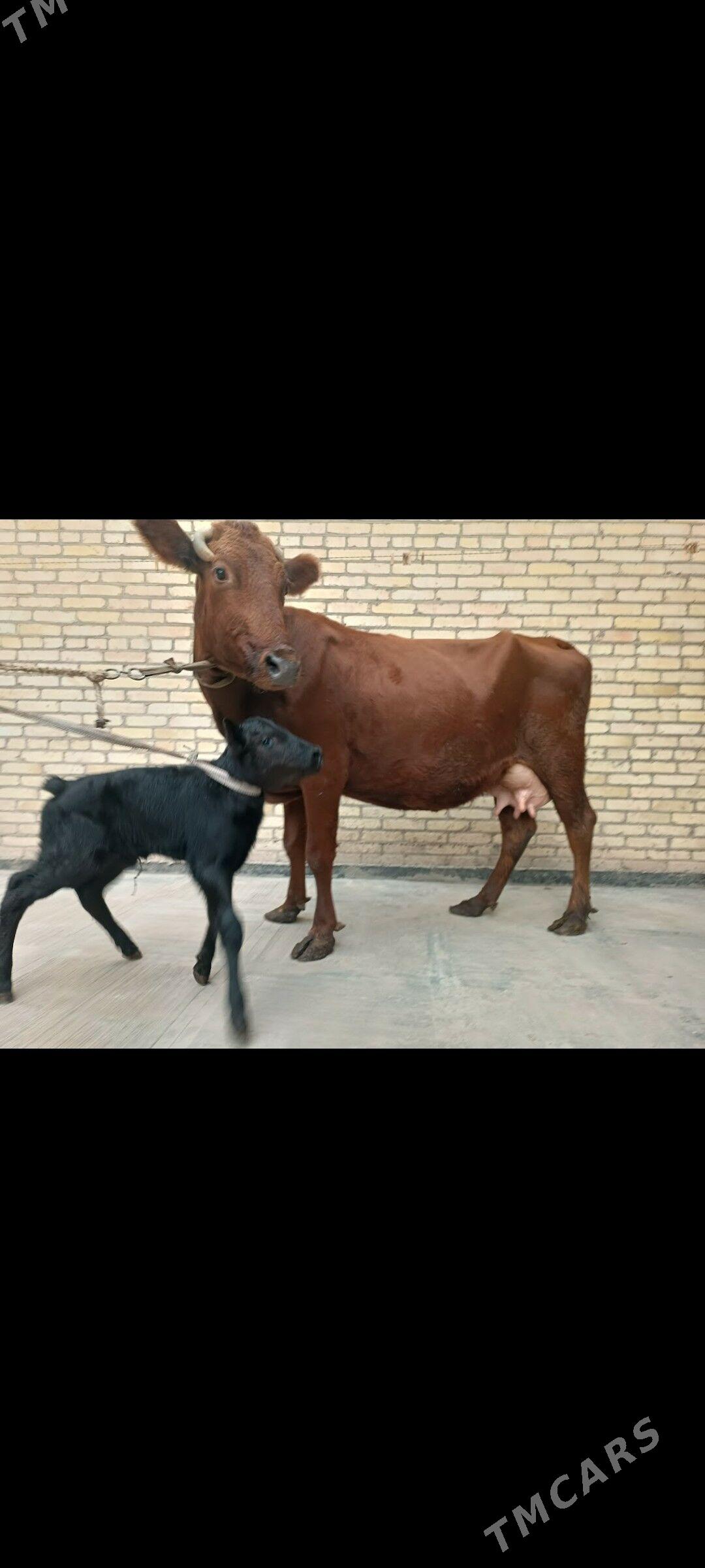 Göleli sygyr - Туркменабат - img 1