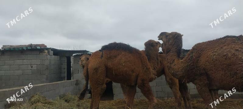 duye - Bäherden - img 1