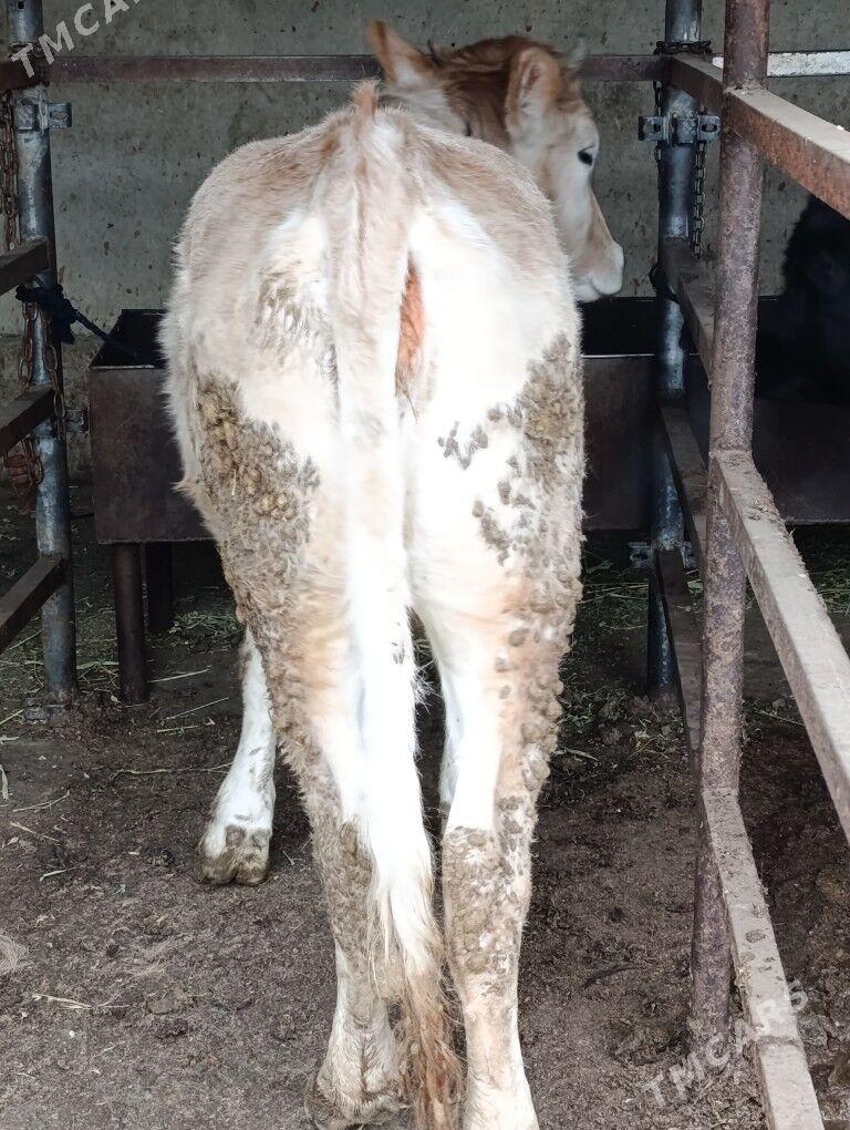 tüwe - Бахарден - img 1