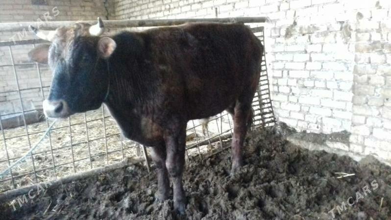 Öküz - Çärjew - img 1