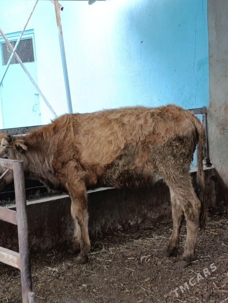 tūwe gysyr - Bäherden - img 1