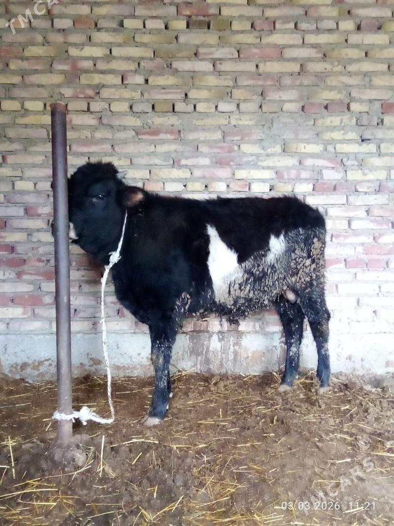 Öküz Gibrit 1 ýaş 1 aýlyk - Гёкдепе - img 1