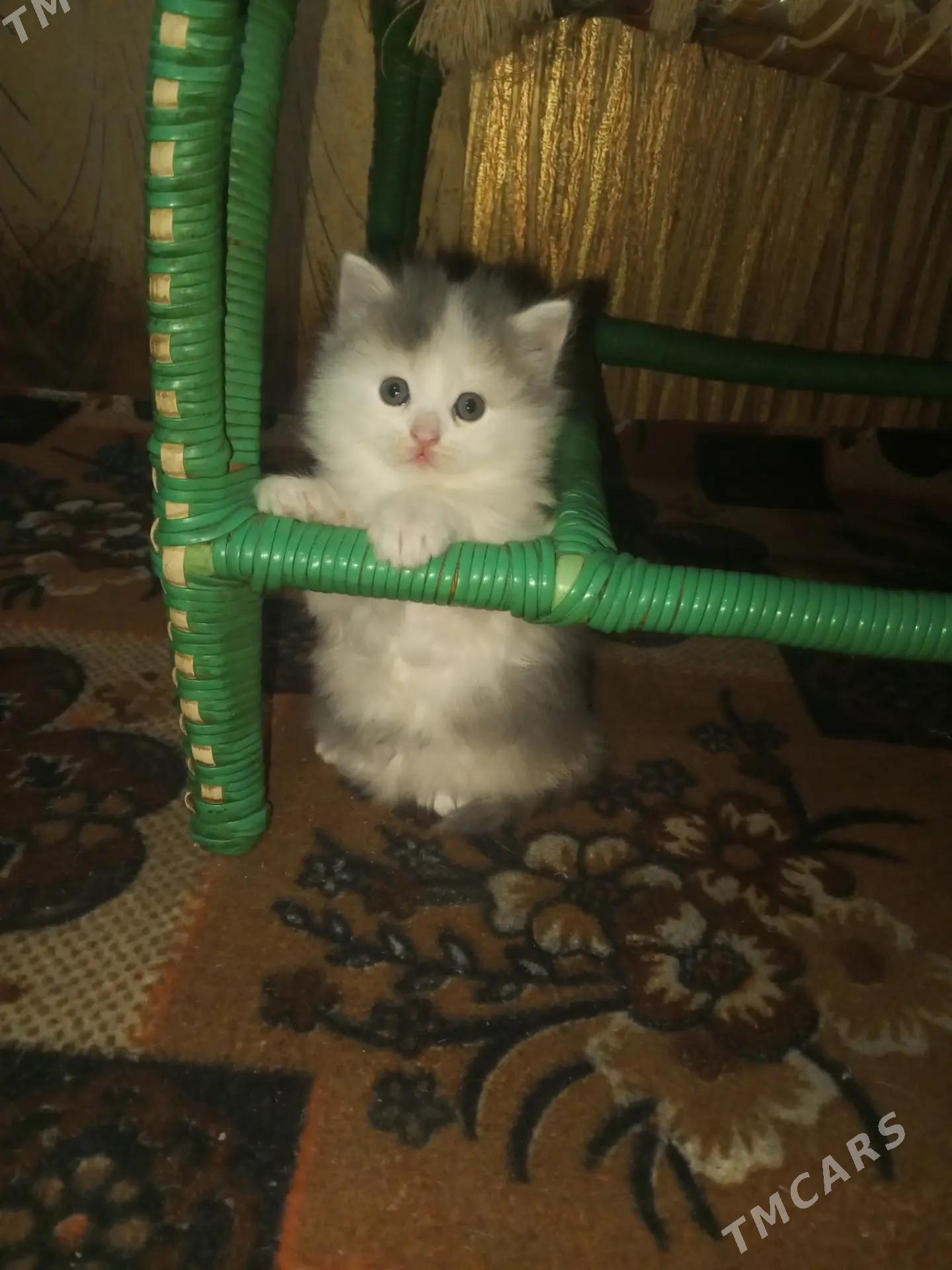 котята - Мары - img 1