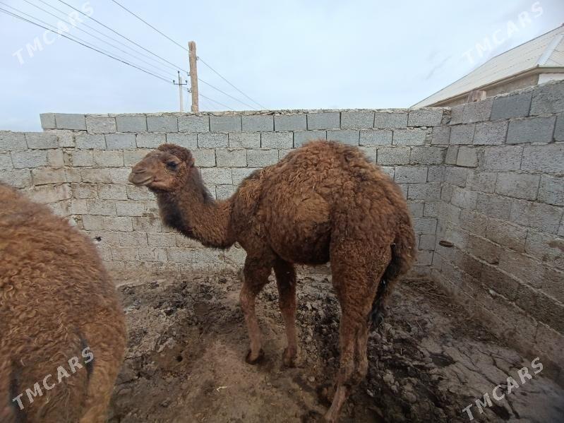 ogşyk - Джебел - img 1