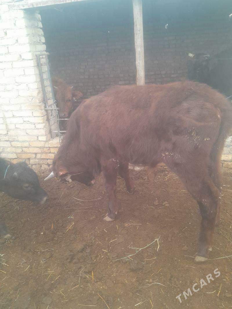 okuz - Çärjew - img 1