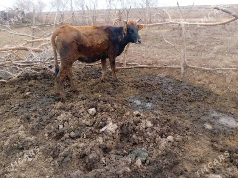 bogaz sygyr - Tejen - img 1