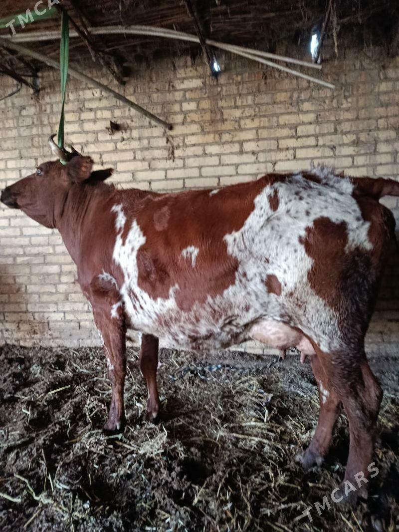 голели сыгыр - Чарджоу - img 1